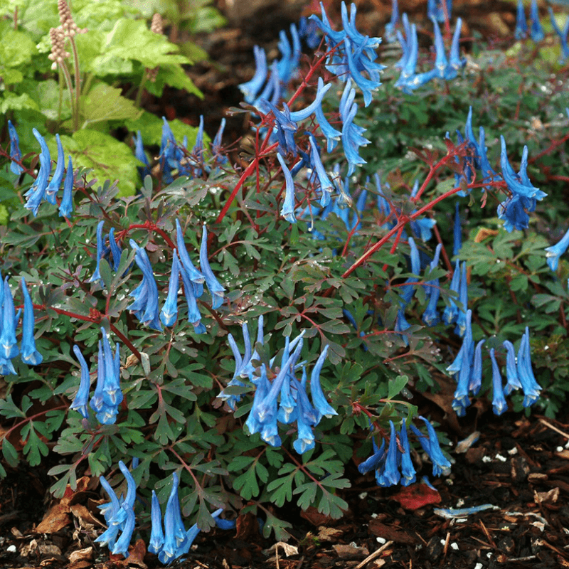 Corydalis