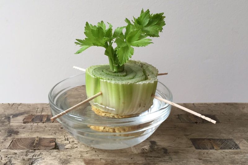 Celery Stalk Revival