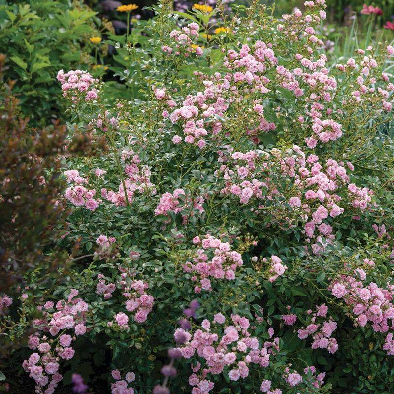 The Graceful Fairy Rose