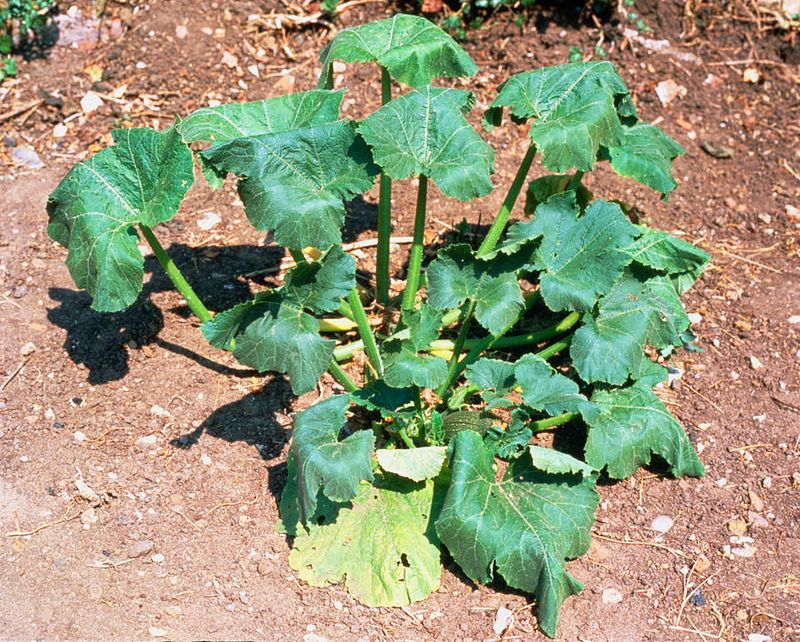 Water Stress: Wilting Woes