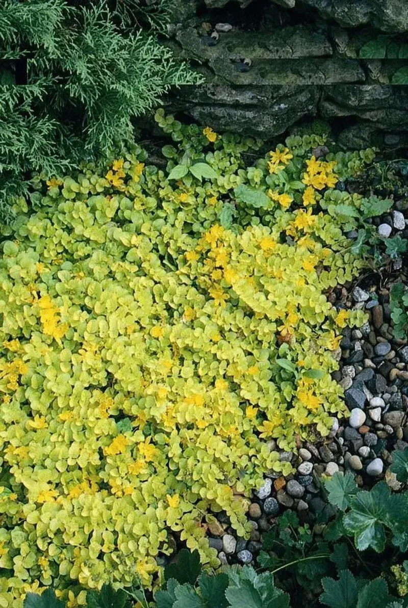 Golden Creeping Jenny