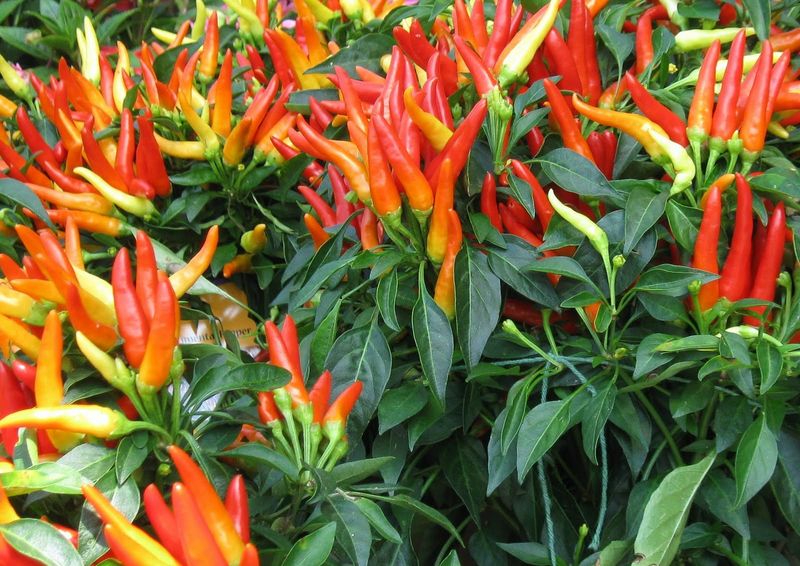 Peppers: Spice Up Your Garden
