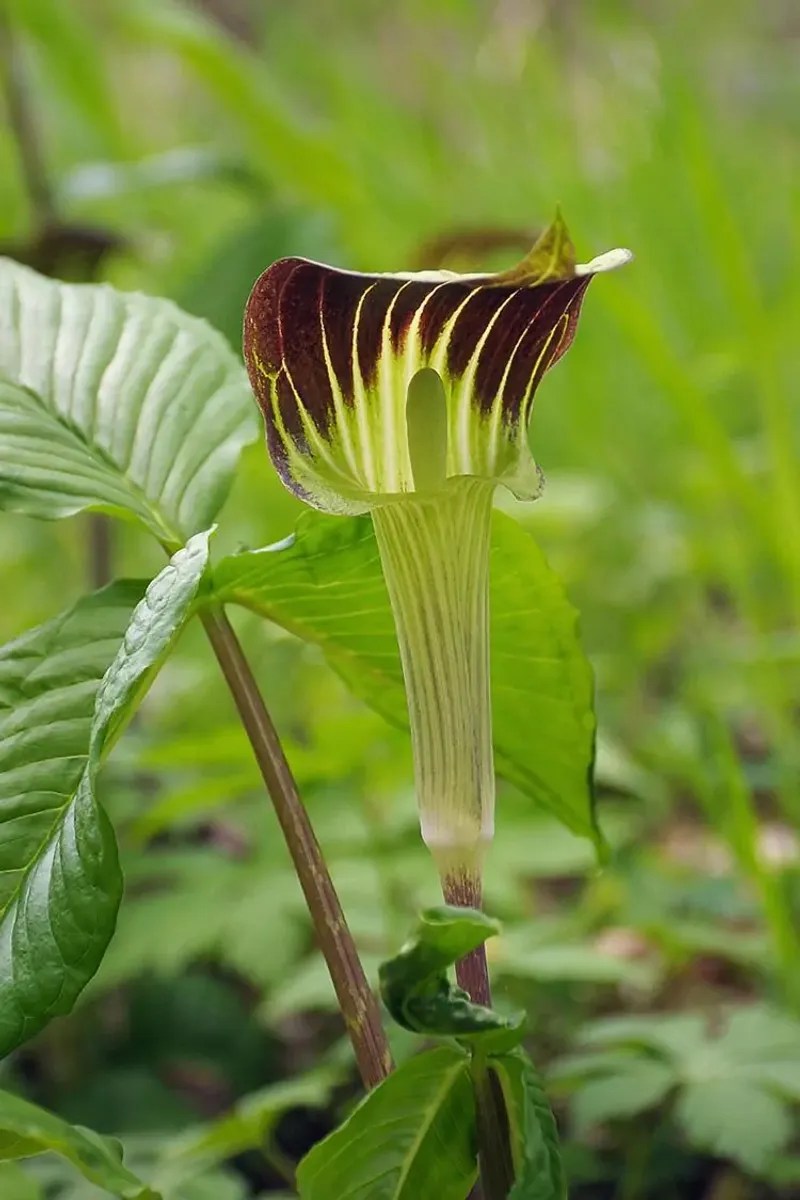 Jack-in-the-Pulpit