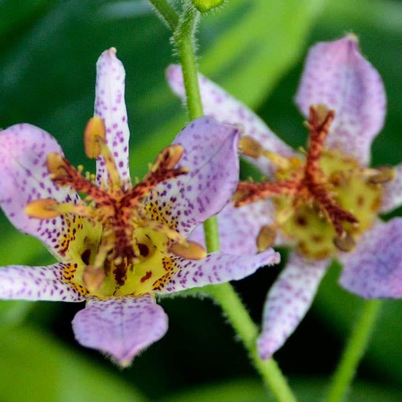 Japanese Toad Lily