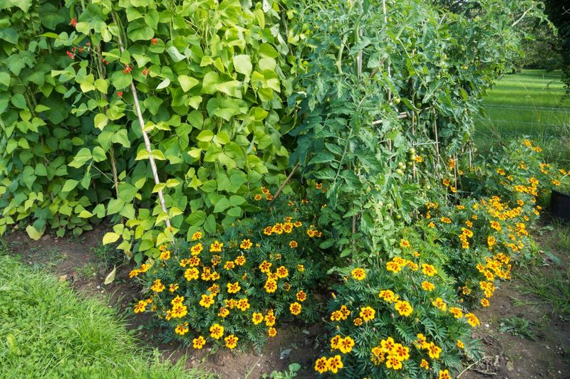 Companion Planting