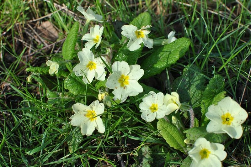 Primroses