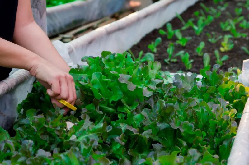 Grow “Cut-and-Come-Again” Crops