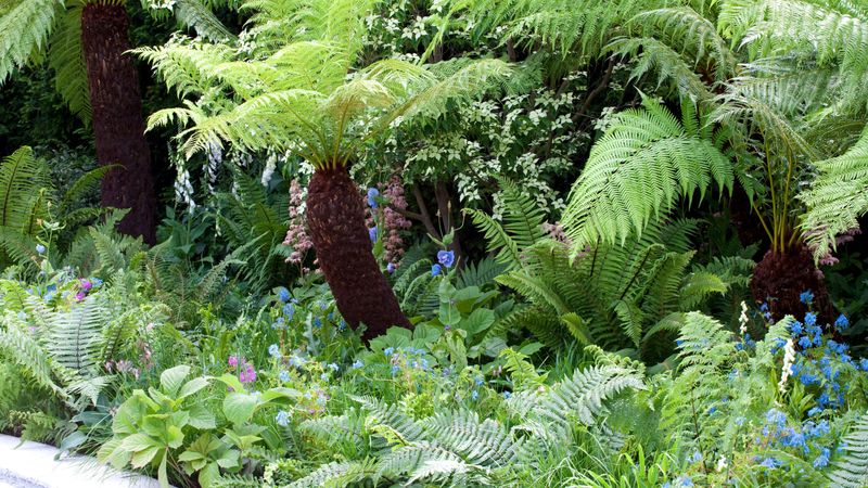 Lush Fern Border