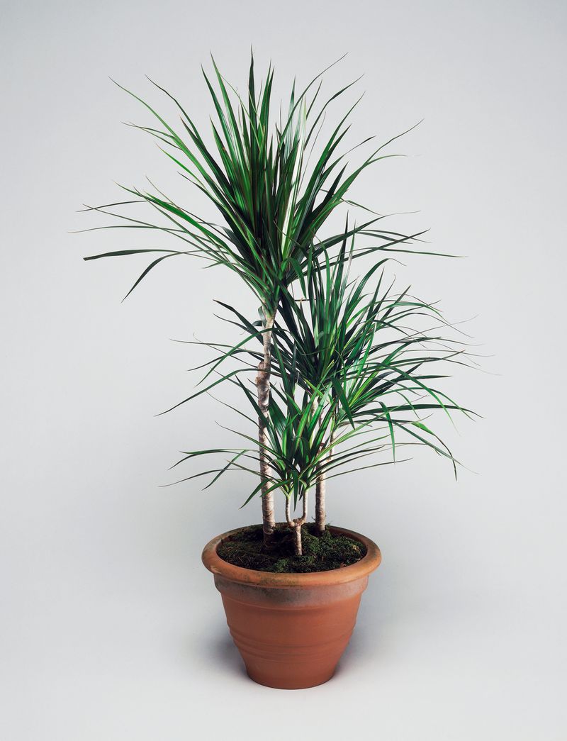 Dracaena