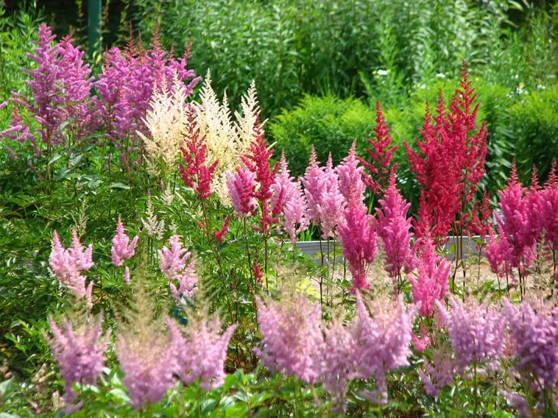 Astilbe