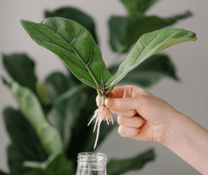 Fiddle Leaf Fig