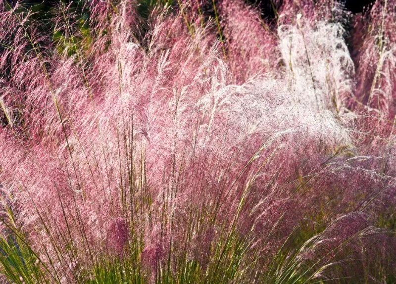 Ornamental Grasses (Miscanthus, Pennisetum)