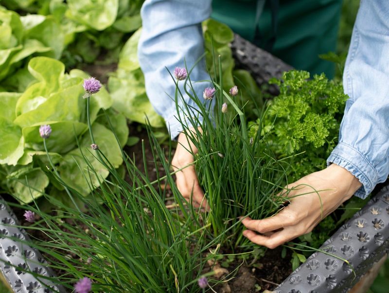 Chives and Carrots