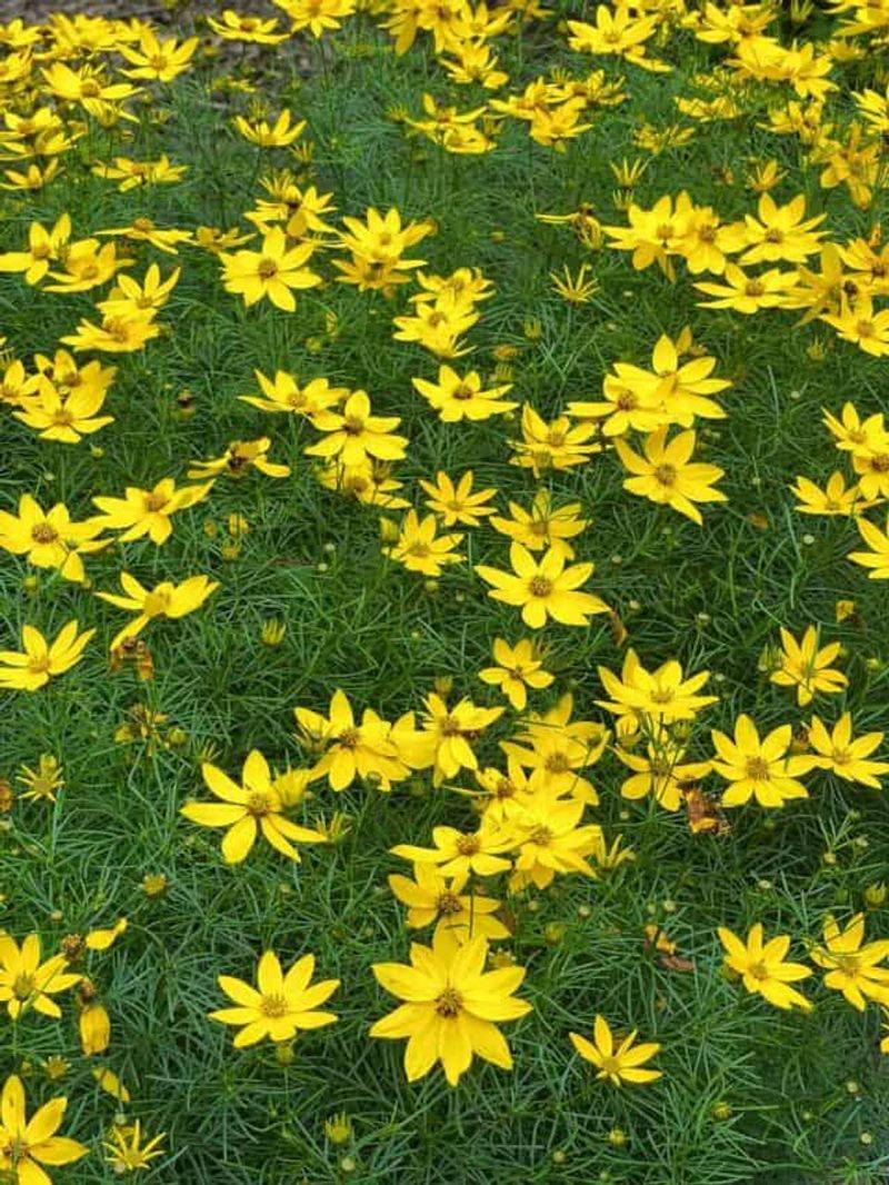 Coreopsis