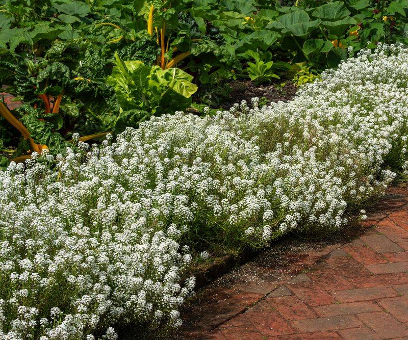 Sweet Alyssum