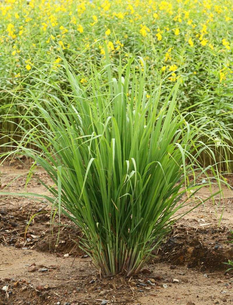 Lemongrass