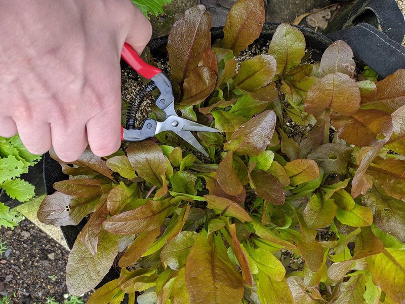 Crowding Seedlings