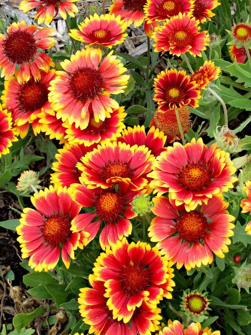 Gaillardia (Blanket Flower)