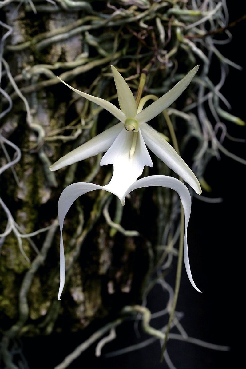 Ghost Orchid