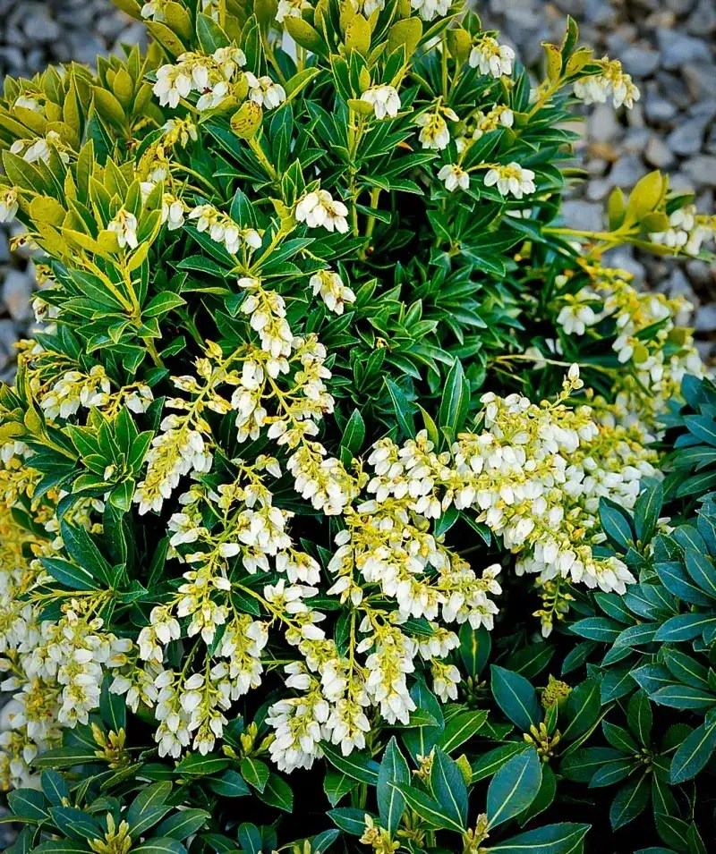 Pieris ‘Cavatine’
