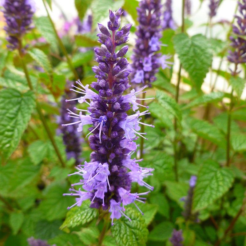 Hyssop