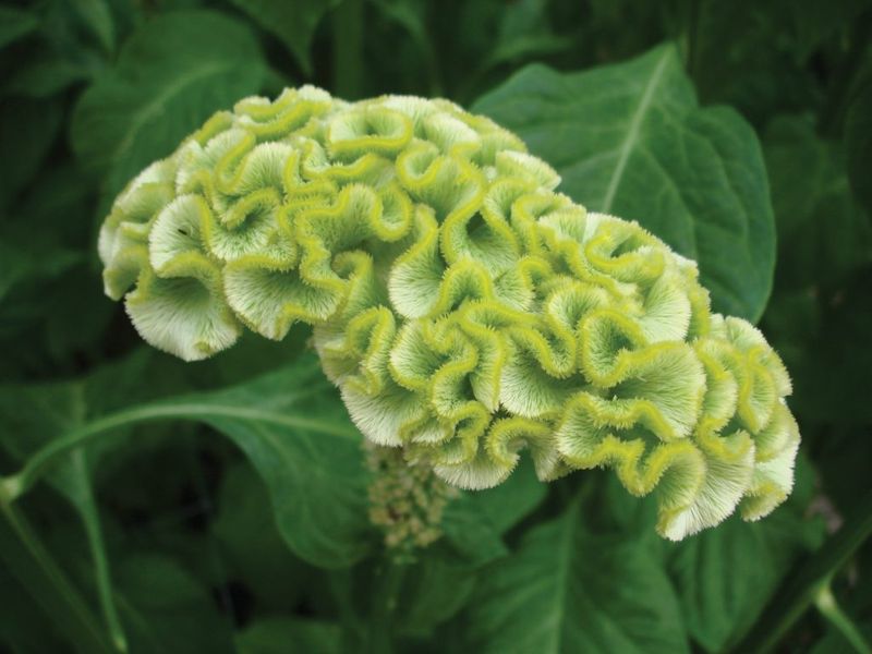 Green Cockscomb