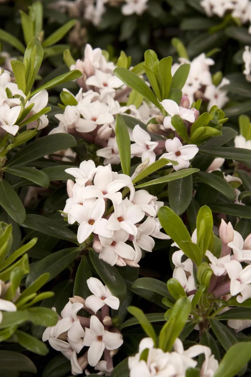 Daphne ‘Eternal Fragrance’