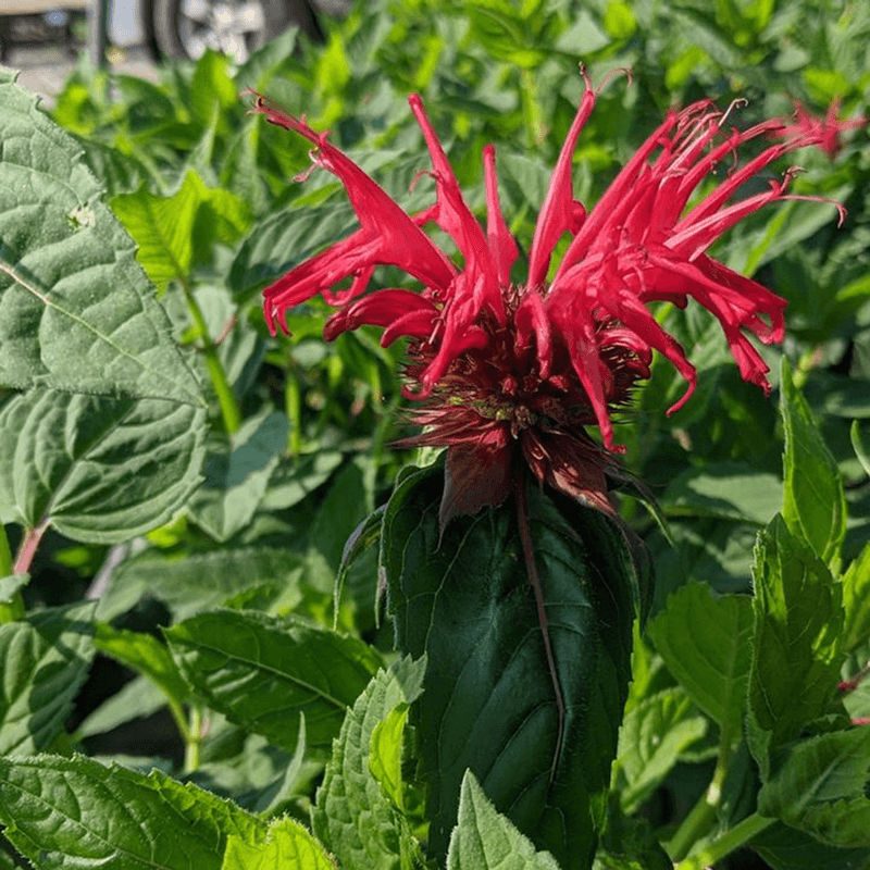 Bee Balm