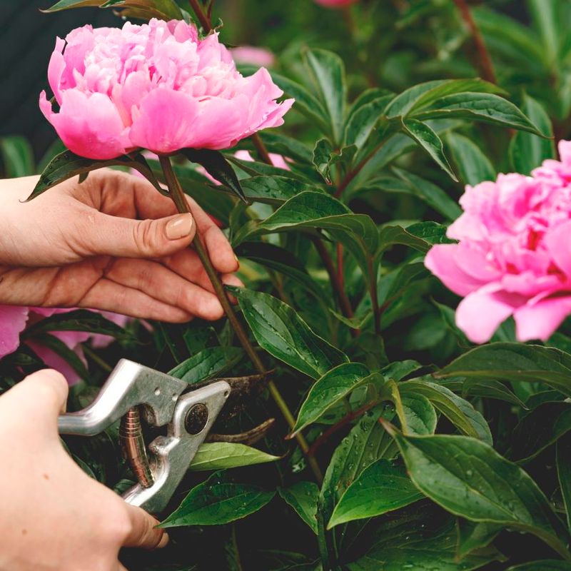 Stop Pruning These 15 Perennials Wrong You're Killing Your Garden