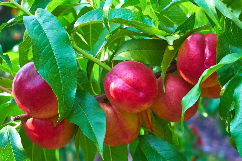 Nectarine Tree