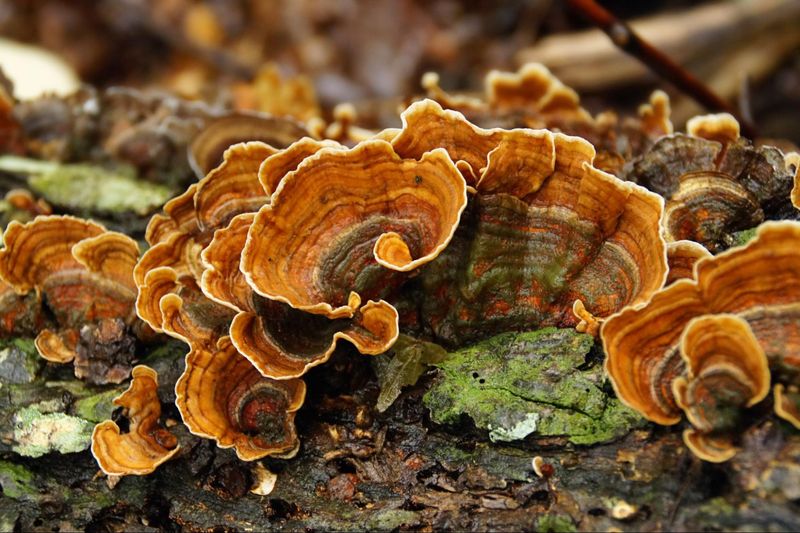 Turkey Tail