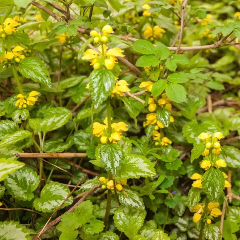 Yellow Archangel