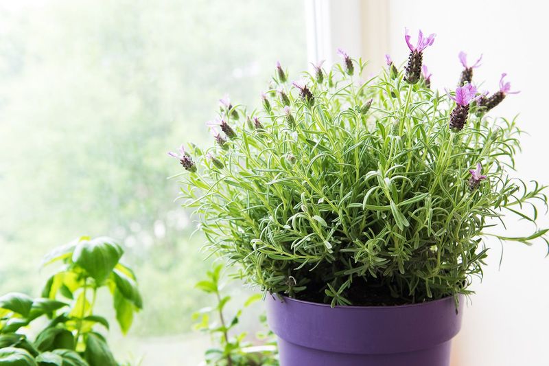 Ensuring Adequate Sunlight