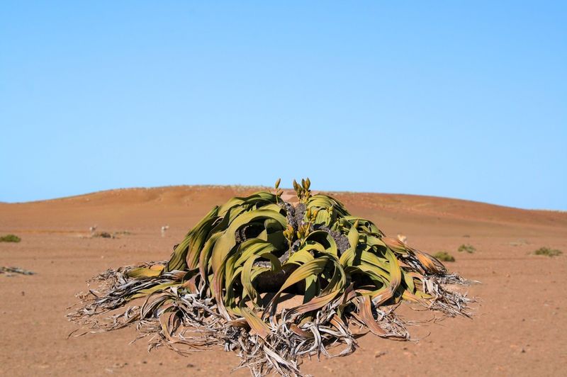 Welwitschia