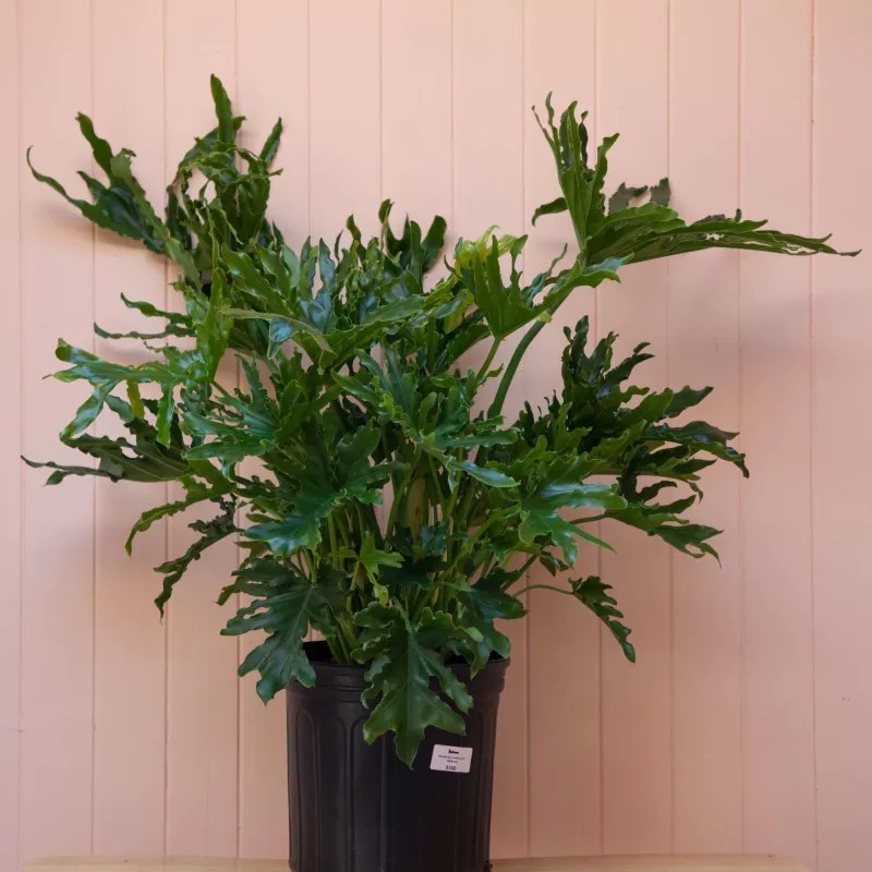 Philodendron Selloum