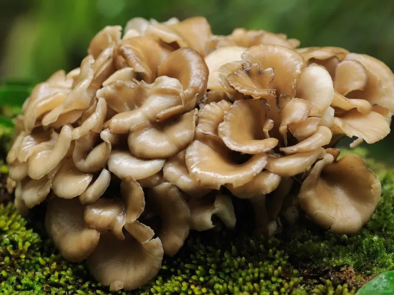 Maitake