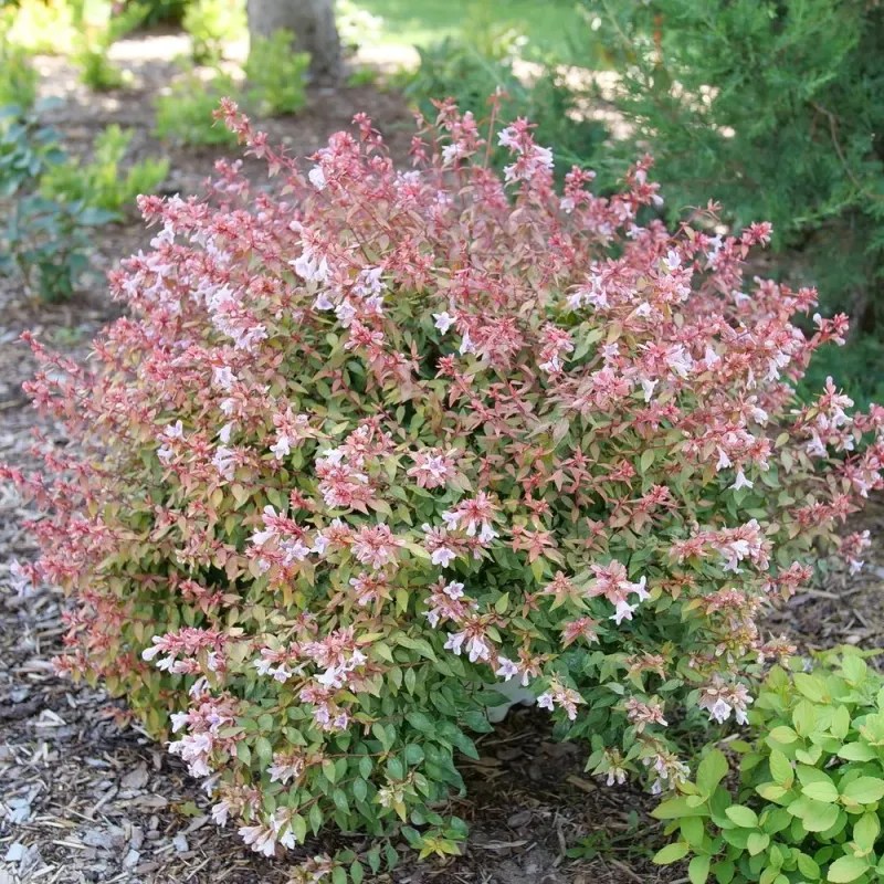 Abelia’s Graceful Elegance