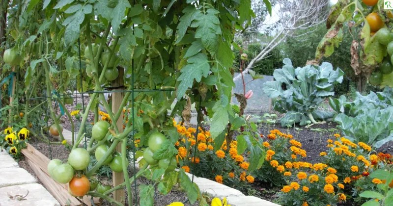 Companion Planting Benefits