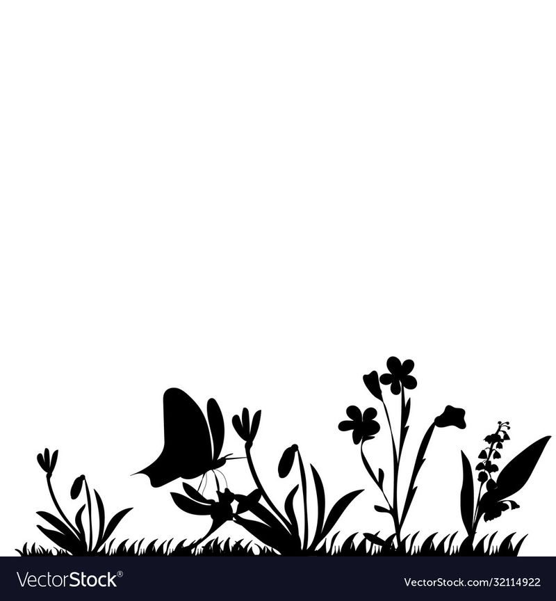 The Luminous Silhouettes