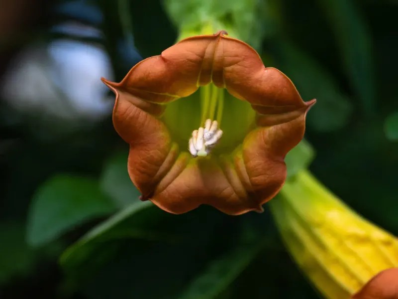 Plants Are Vanishing Faster Than Ever Before