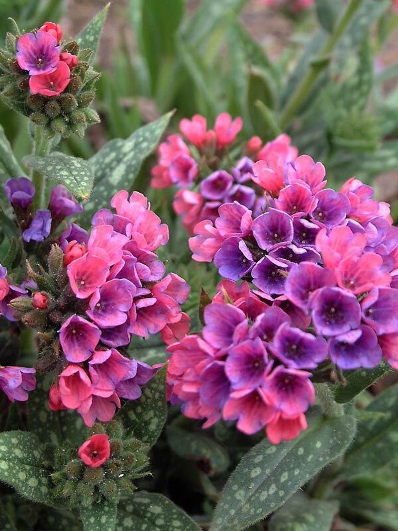 Lungwort