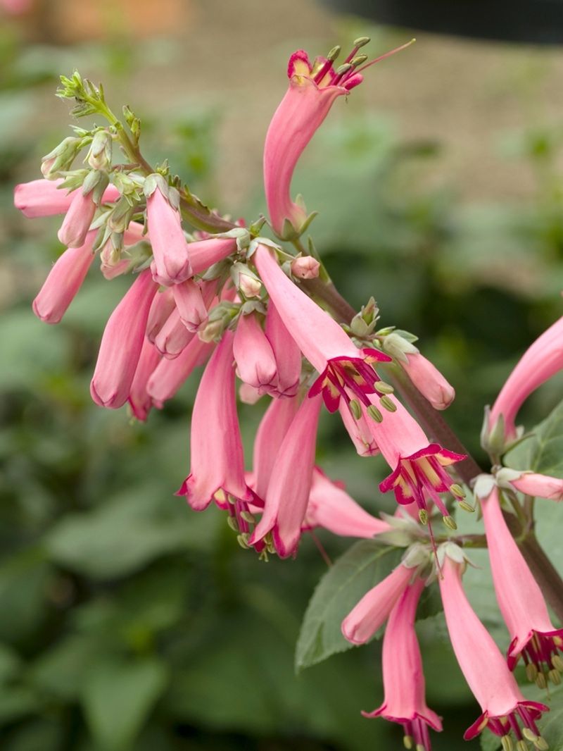 Cape Fuchsia