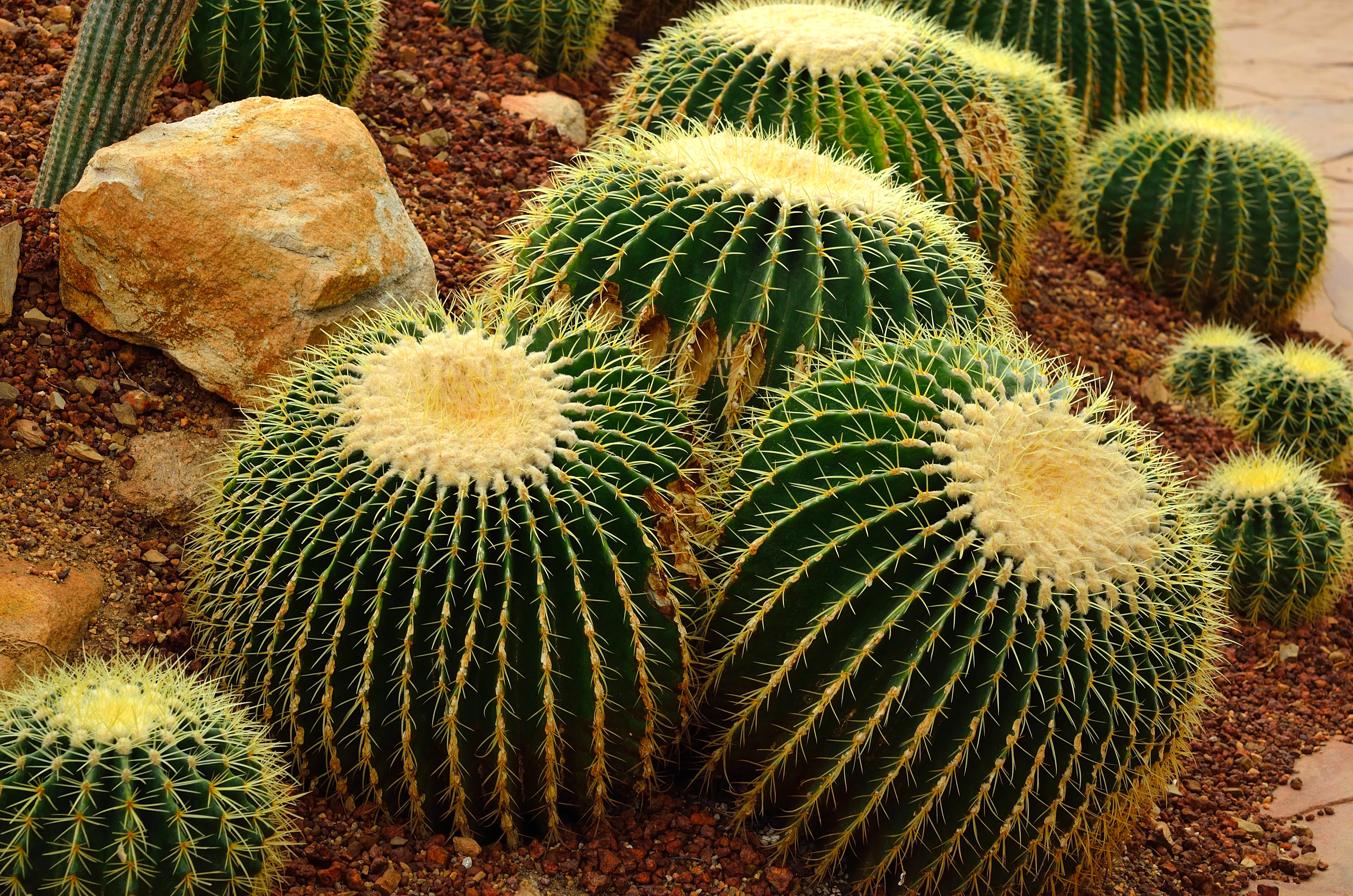 FAQs and Answers About the Golden Barrel Cactus Complete