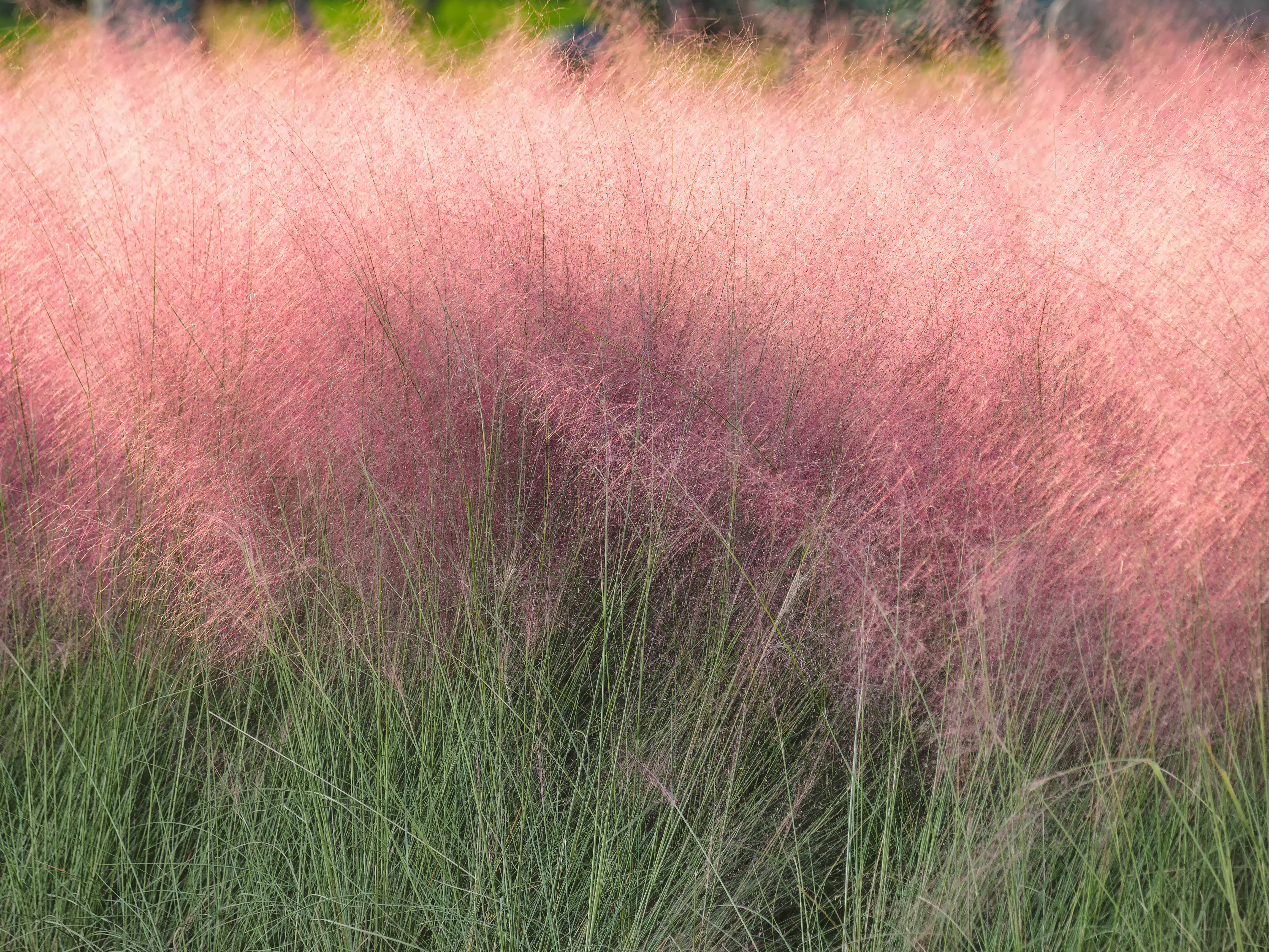 Ornamental Grasses Suitable for Arizona Landscapes Complete Landscaping