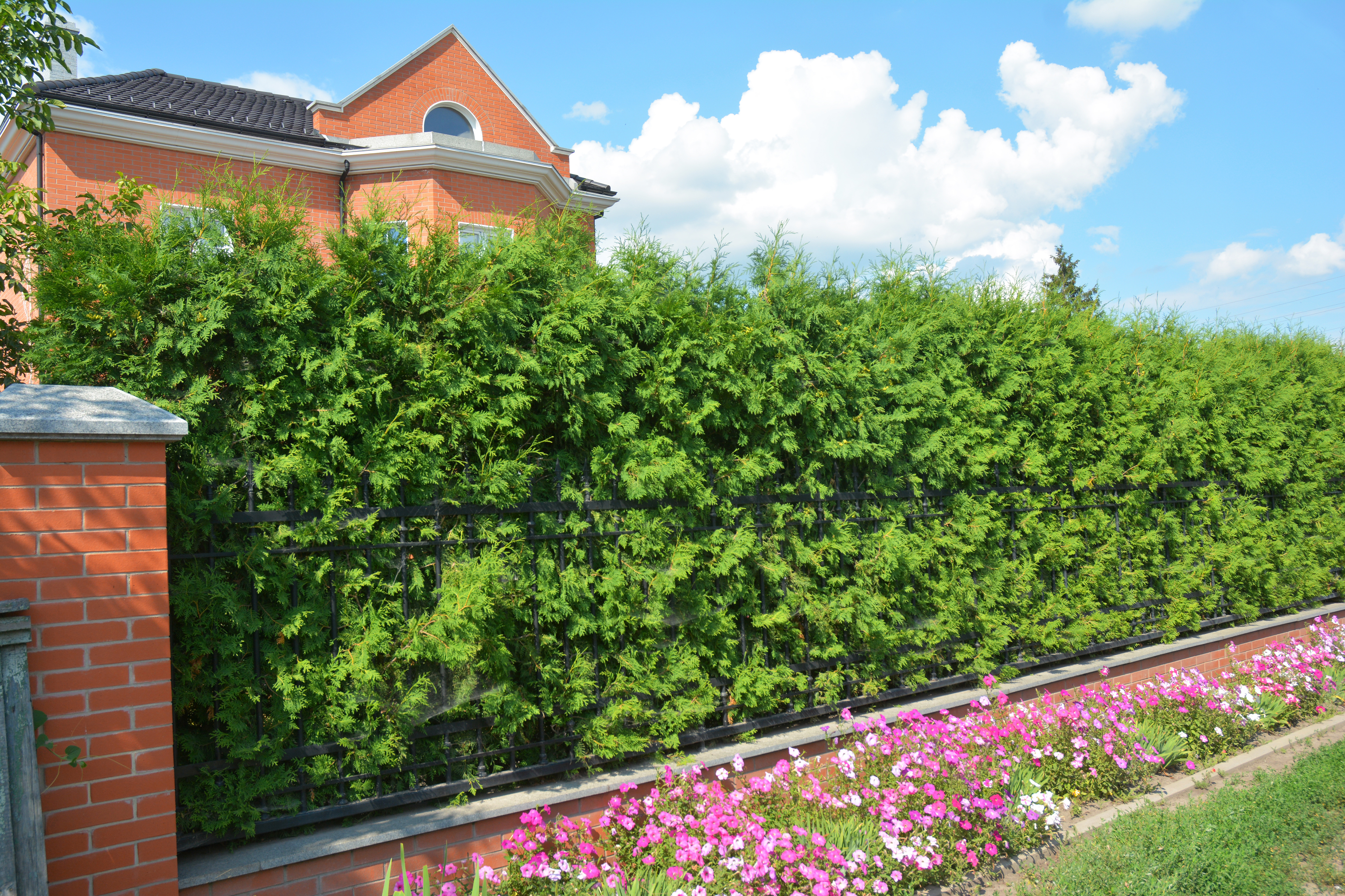 What to Know about Privacy Hedges Complete Landscaping What to Know about Privacy Hedges Complete Landscaping