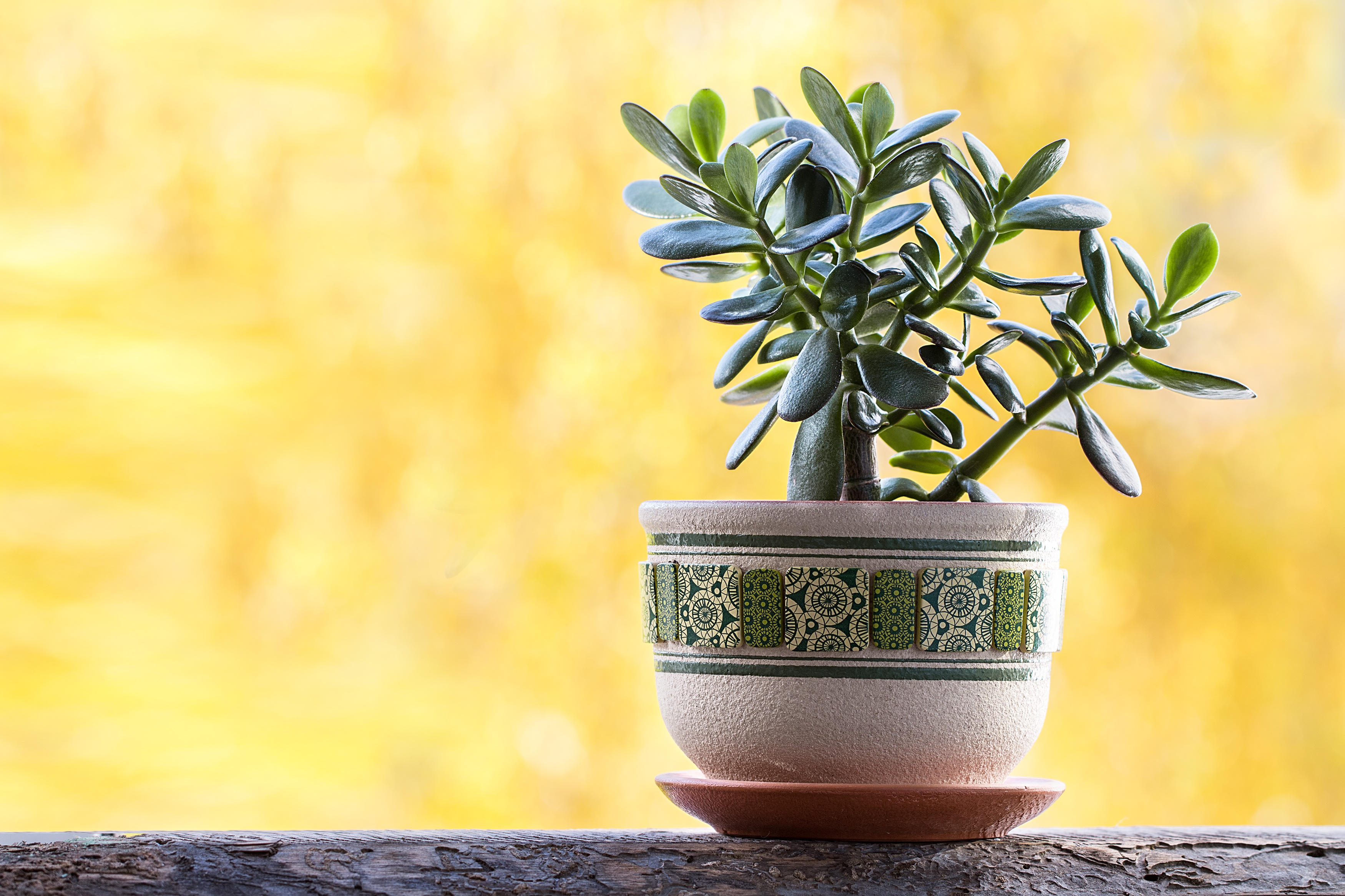 What to Know about Growing Jade Plants Complete Landscaping