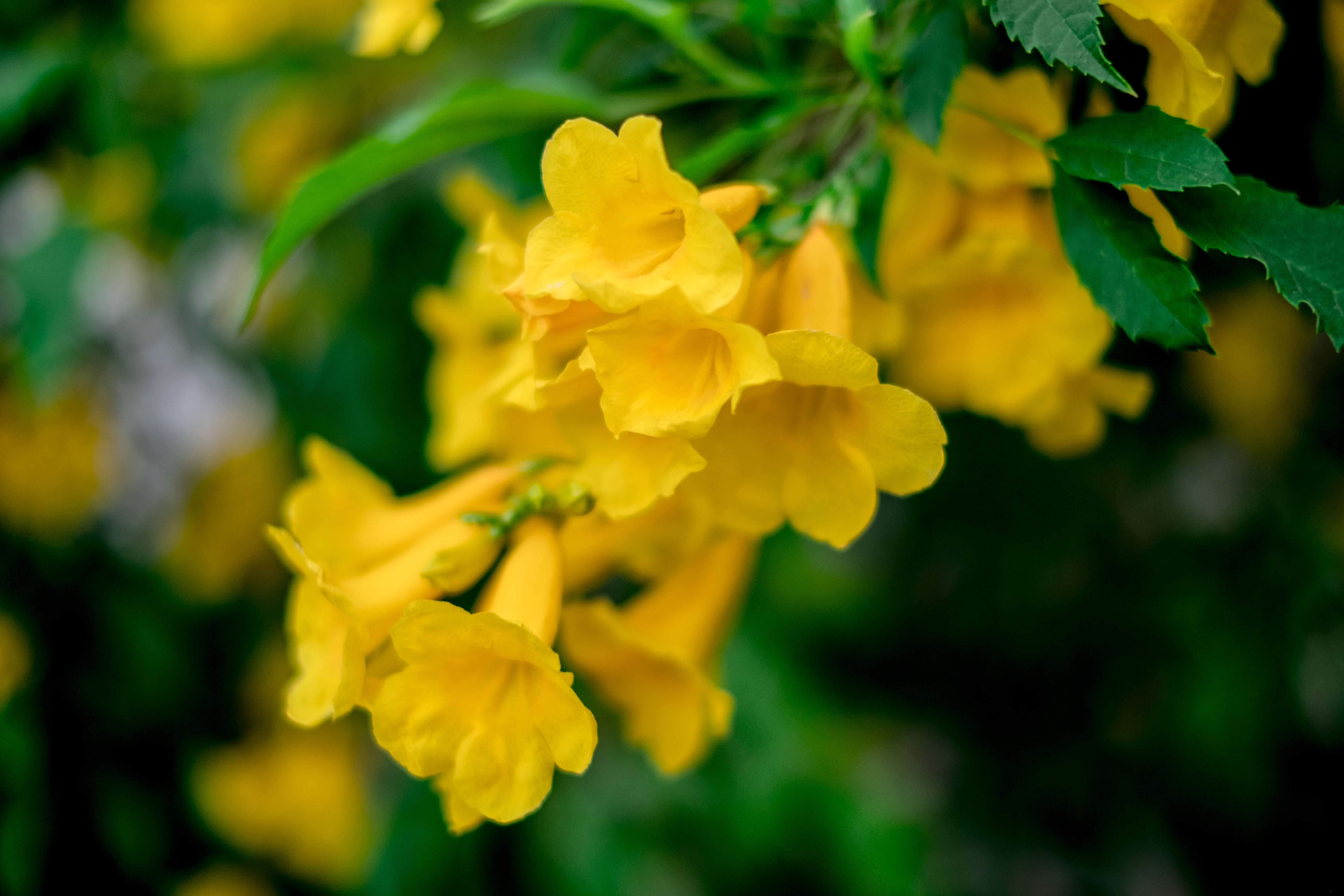 Spotlight on Arizona Yellow Bells Complete Landscaping