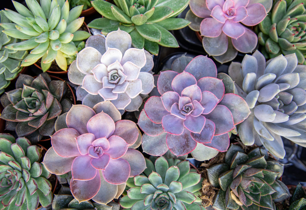 What to Know About Stressed Out Succulents Complete Landscaping