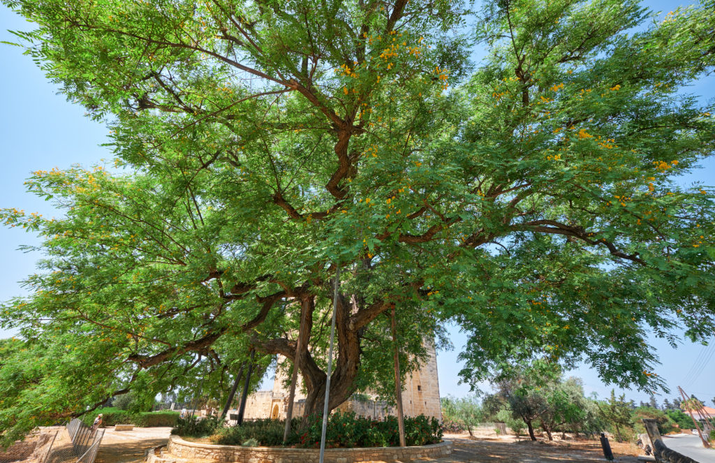 Spotlight on Tipu Trees Complete Landscaping