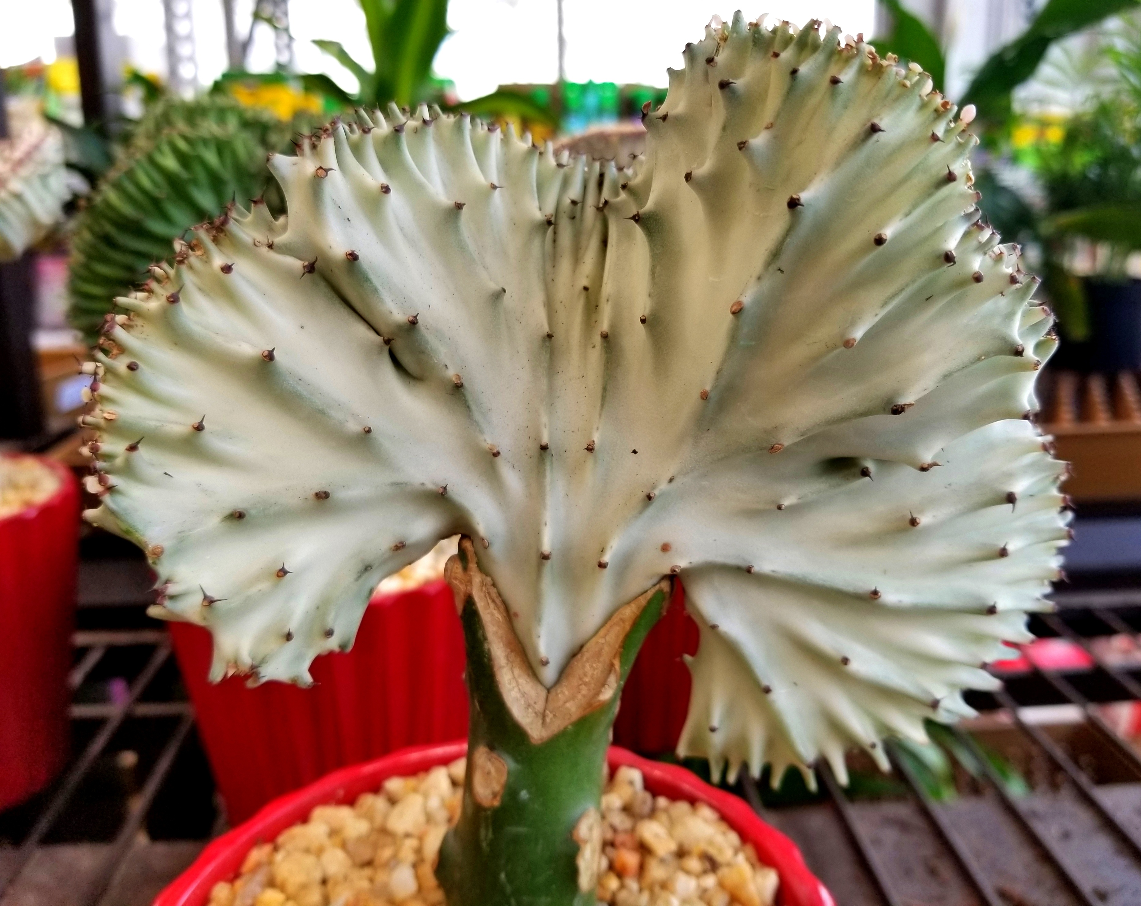Spotlight on Coral Cactus for Desert Gardens Complete